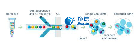 中國人自己的微流控單細胞測序儀來了！_微流控Drop-seq,微流控技術