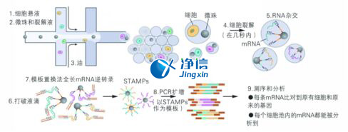 中國人自己的微流控單細胞測序儀來了！_微流控Drop-seq