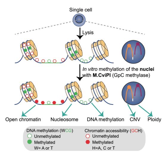 單細胞測序技術(shù)(single cell sequencing)