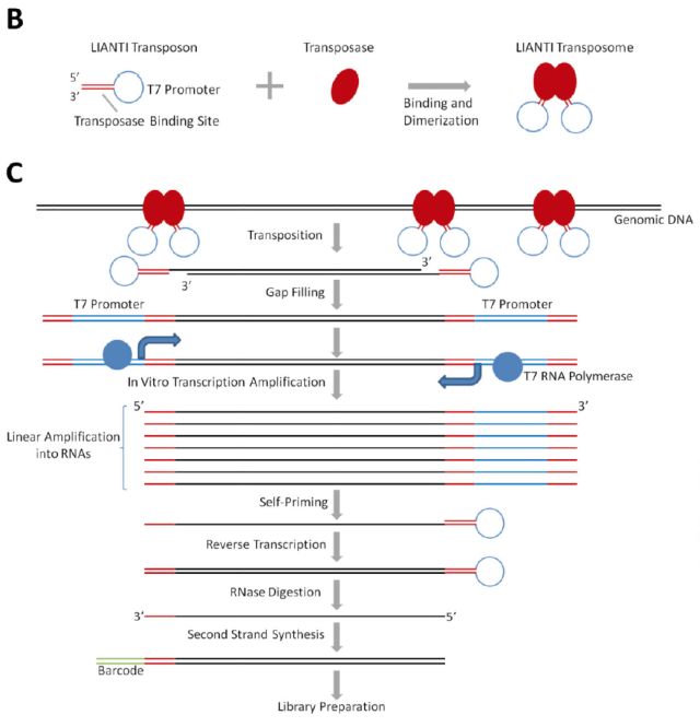 單細胞測序技術(shù)(single cell sequencing)