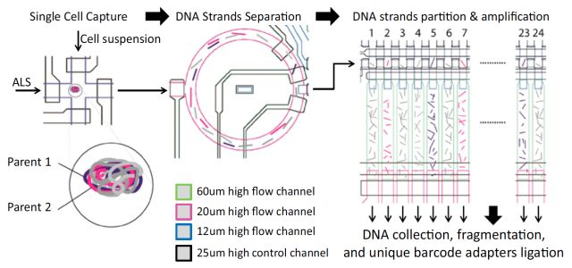 單細胞測序技術(shù)(single cell sequencing)