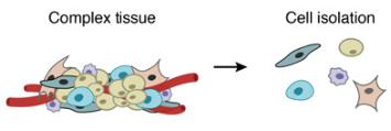 一個復雜的組織被分解成單個細胞。DROP-SEQ