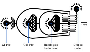 microfluidic-chip-design-drop-seq-microfluidics-single-cells-analysis-ARN-AND-barcode-complex-tissue