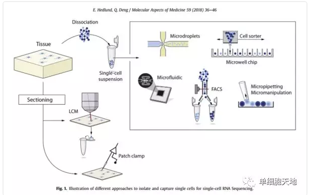 單細胞入門-讀一篇scRNA-seq綜述講解