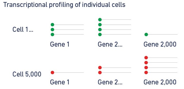 單細胞轉(zhuǎn)錄組測序(10x Genomics)詳解